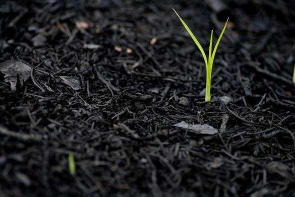 Green shoot of grass growing out of burnt ground